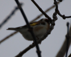 Carduelis carduelis