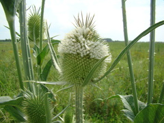 Dipsacus laciniatus