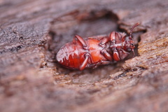 Uloma culinaris