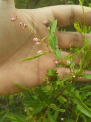 Muehlenbeckia sagittifolia