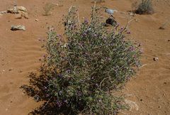 Astragalus macrocladus