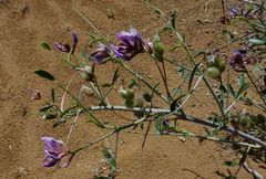 Astragalus macrocladus