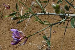 Astragalus macrocladus