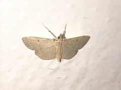 Blepharomastix achroalis