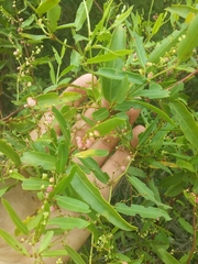 Muehlenbeckia sagittifolia