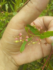 Muehlenbeckia sagittifolia