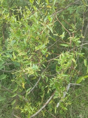 Muehlenbeckia sagittifolia