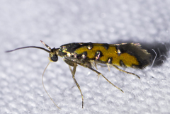 Neoheliodines hodgesi