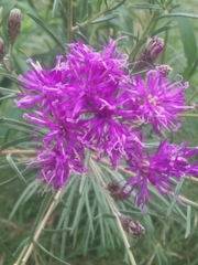 Vernonanthura nudiflora