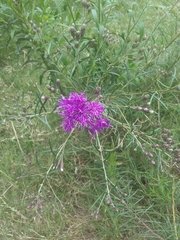 Vernonanthura nudiflora