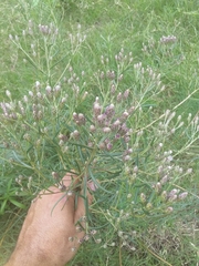 Vernonanthura nudiflora