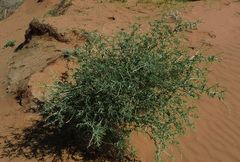 Astragalus macrocladus