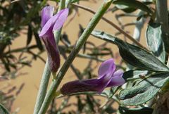 Astragalus macrocladus