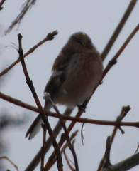Carpodacus sibiricus
