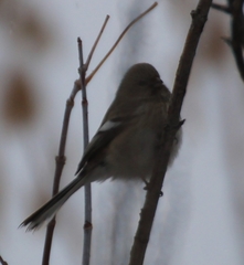 Carpodacus sibiricus
