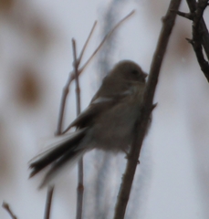 Carpodacus sibiricus