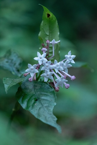 Ophiorrhiza wallichii