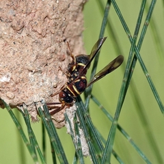 Leucospidae