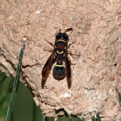 Leucospidae