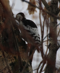 Dendrocopos leucotos