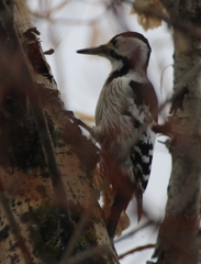 Dendrocopos leucotos