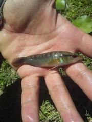 Crenicichla lepidota