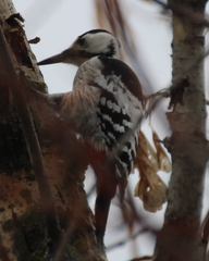 Dendrocopos leucotos