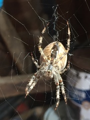 Araneus diadematus