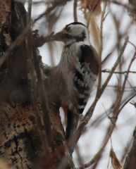 Dendrocopos leucotos