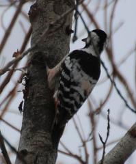 Dendrocopos leucotos