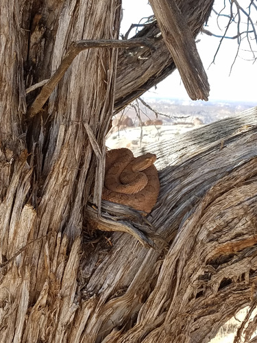 Midget Faded Rattlesnake photographed in Utah