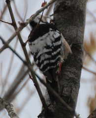 Dendrocopos leucotos