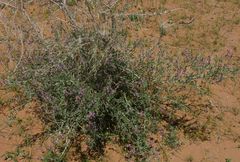 Astragalus macrocladus