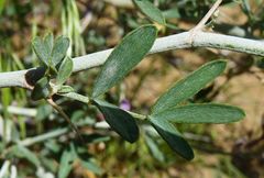 Astragalus macrocladus