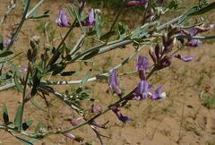 Astragalus macrocladus