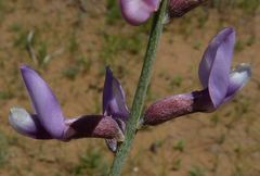 Astragalus macrocladus