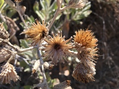 Hazardia detonsa