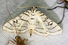 Conchylodes concinnalis