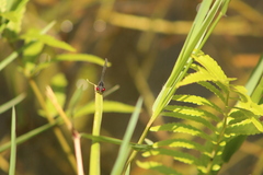 Pseudagrion hamoni