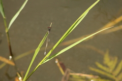 Pseudagrion hamoni