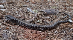 Elgaria coerulea coerulea