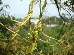 Cuscuta monogyna