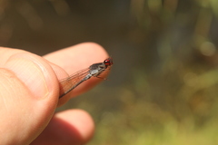 Pseudagrion hamoni