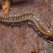 Atractosoma - Photo (c) Felix Riegel, algunos derechos reservados (CC BY-NC), uploaded by Felix Riegel