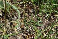 Astragalus maverranagri