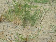 Cenchrus tribuloides