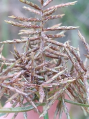 Cyperus odoratus image