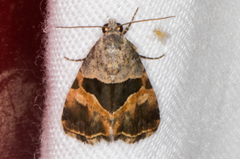 Cobubatha lixiva
