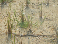 Cenchrus tribuloides