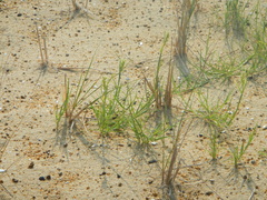 Cenchrus tribuloides